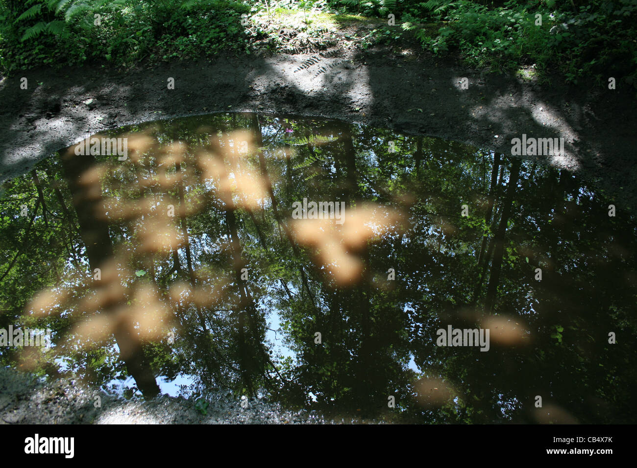 La pozzanghera con la riflessione di alberi di alto fusto Foto Stock