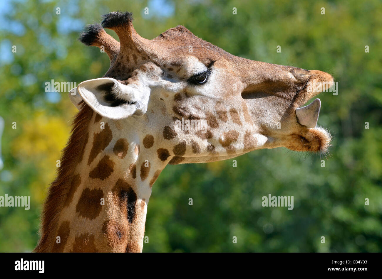Ritratto di profilo di giraffe (Giraffa camelopardalis) con la lingua fuori Foto Stock