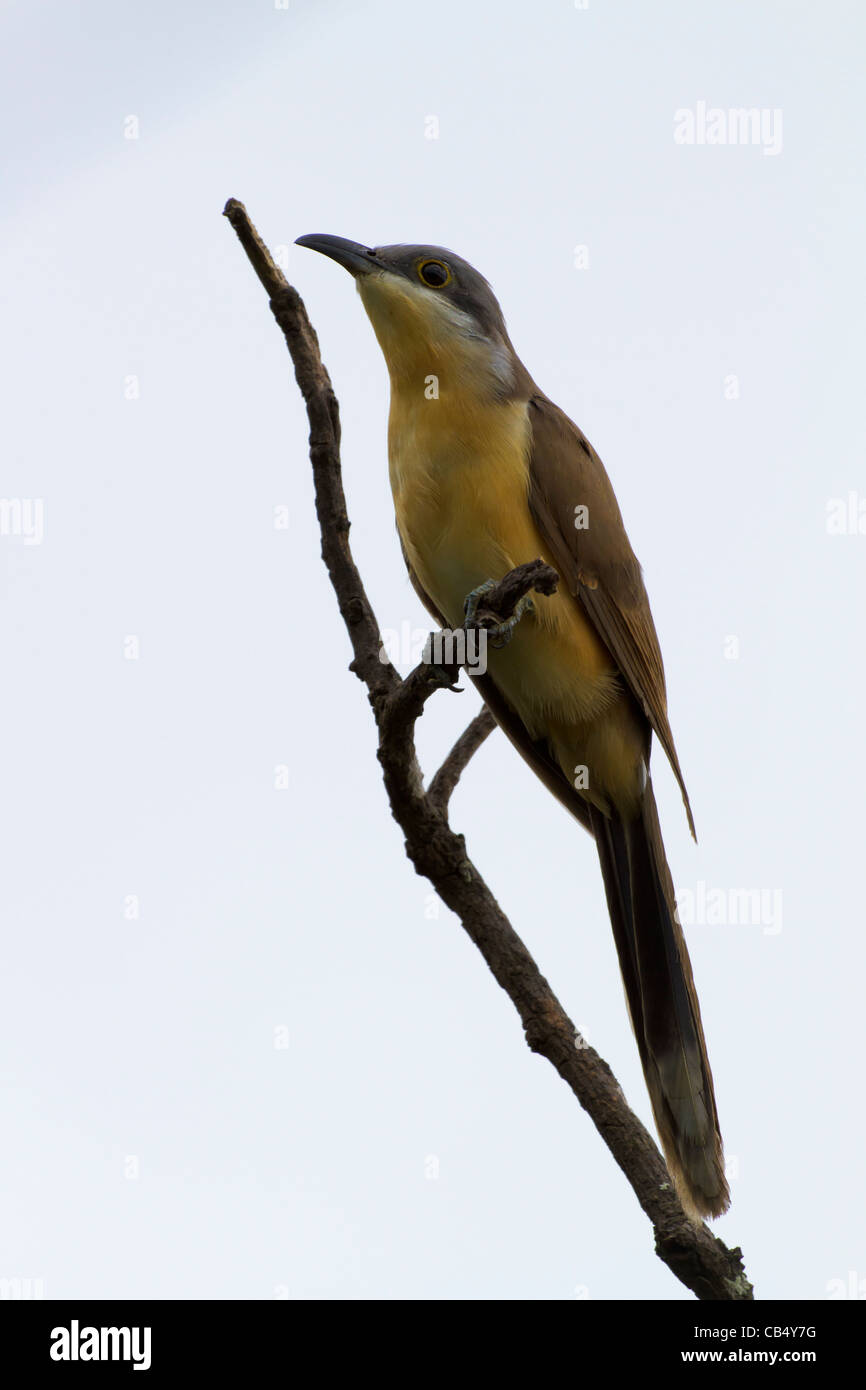 Le galapagos bird tree natura animale selvatico protetto cuculo fresco ambiente all'aperto alla luce del sole parco isolato di riserva Sun in via di estinzione Foto Stock