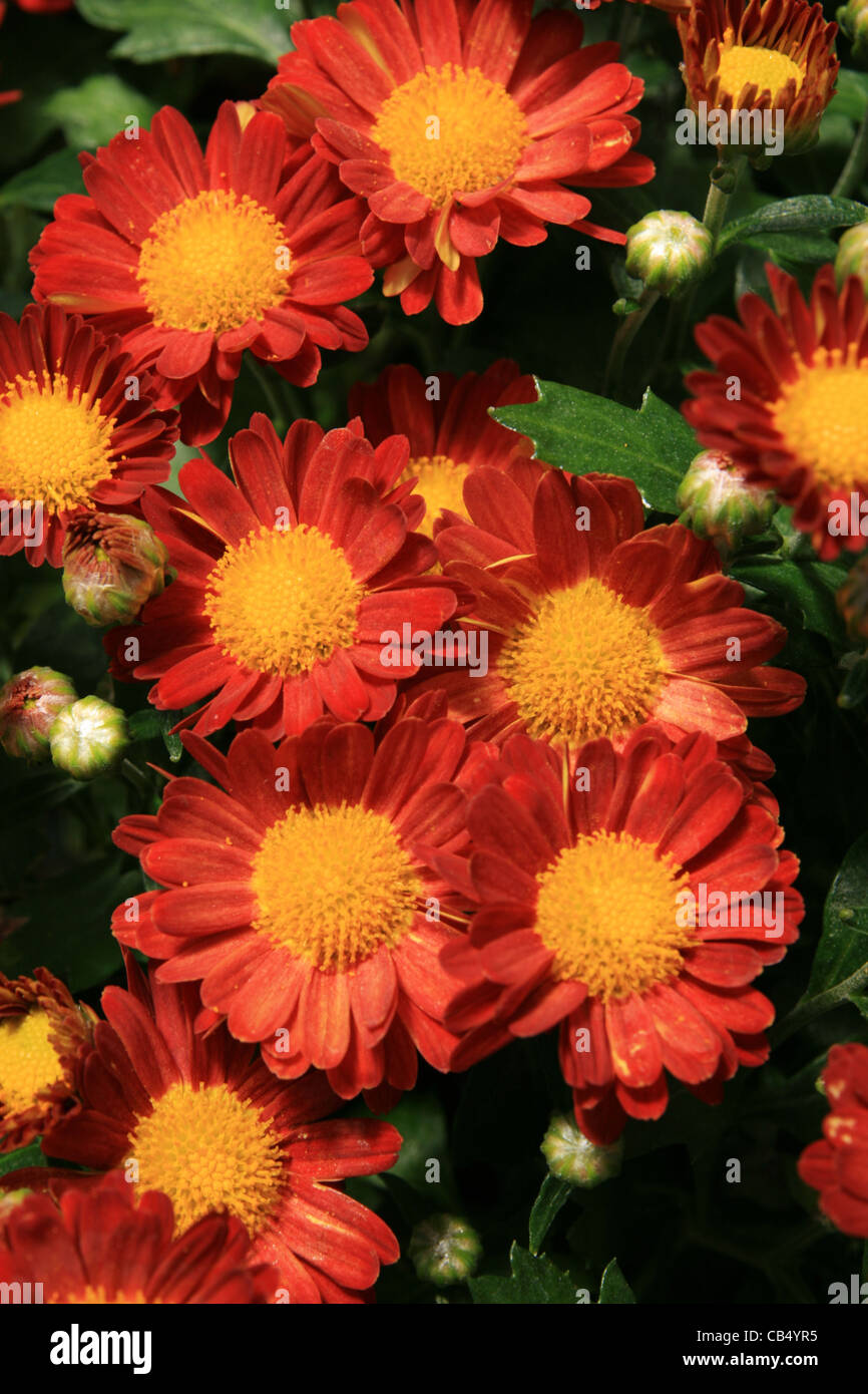 La fama del giardino rosso mamma crisantemo fiori Foto Stock