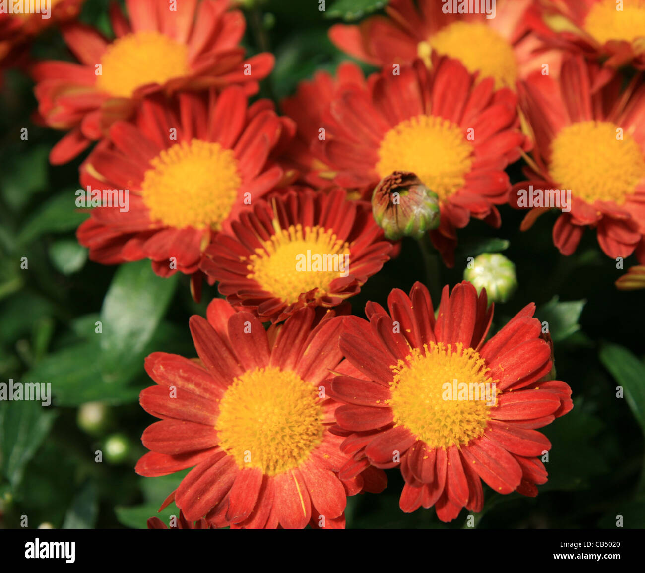 Rosso e giallo mamma crisantemo fiori con focus sulle fioriture più vicina Foto Stock