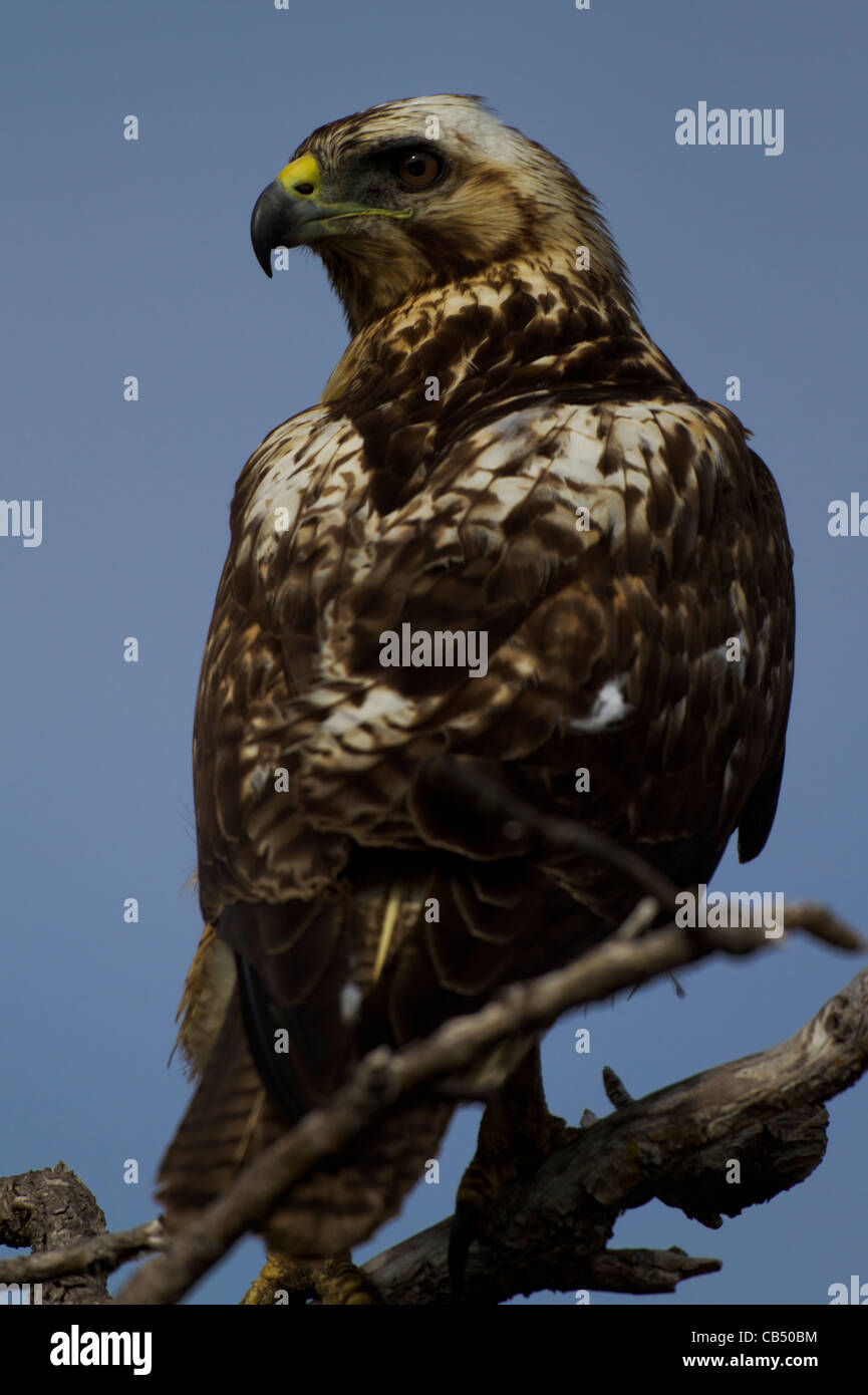 Galapagos natura fauna selvatica close-up hawk bird fresco ambiente all'aperto alla luce del sole parco isolato di riserva Sun in via di estinzione Foto Stock