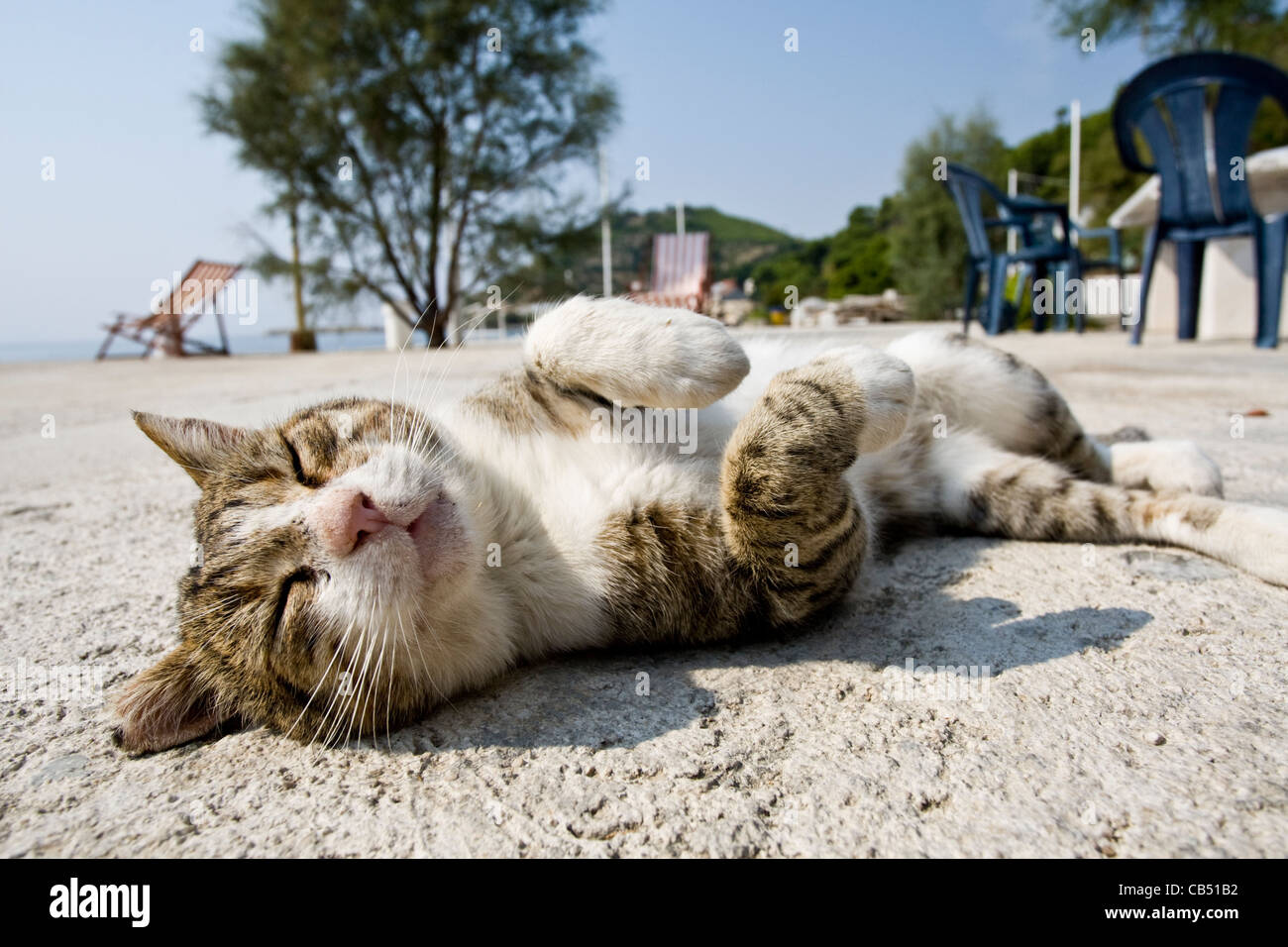 Sleeping cat in Croazia Foto Stock