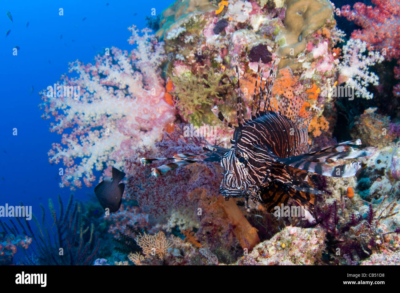 Leone, pterois volitans e soft coral, Dendronephthya sp., Raja Ampat, Papua occidentale, in Indonesia, Oceano Pacifico Foto Stock