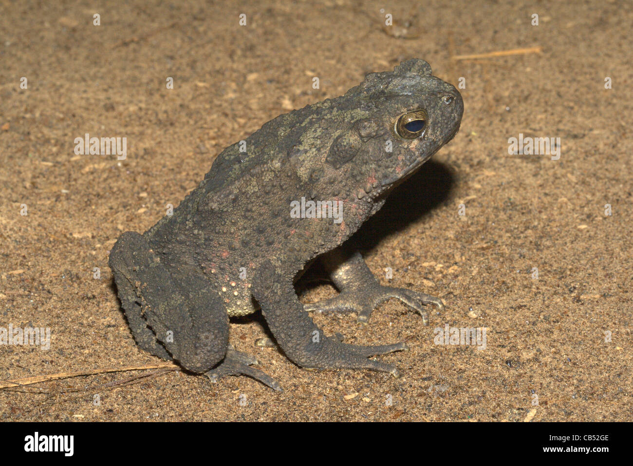 Il gigante asiatico Toad, Fiume Toad, Bufo asper, Thailandia Foto Stock