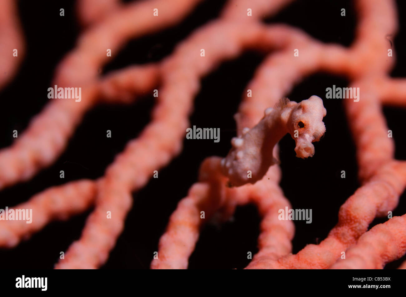Denise cavalluccio marino pigmeo ritratto, Hippocampus denise, in un seafan, Subergogia sp., Raja Ampat Papua Nuova Guinea Indonesia, Oceano Pacifico Foto Stock