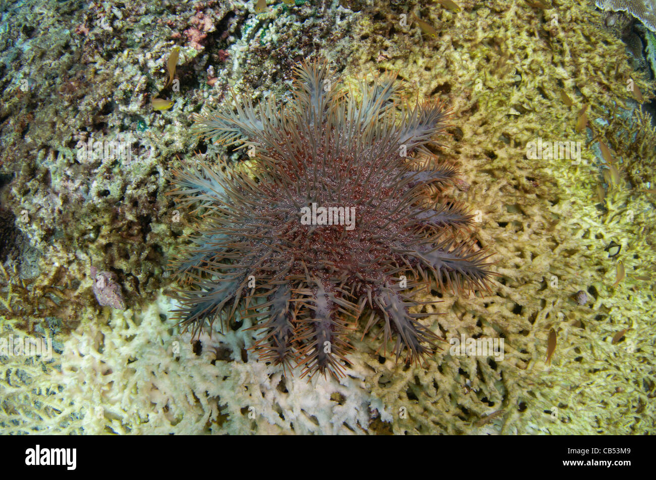 Una corona di spine di stelle marine Acanthaster planci, lentamente divora un grande tavolo coral, Acropora sp., Raja Ampat, Papua Occidentale Foto Stock