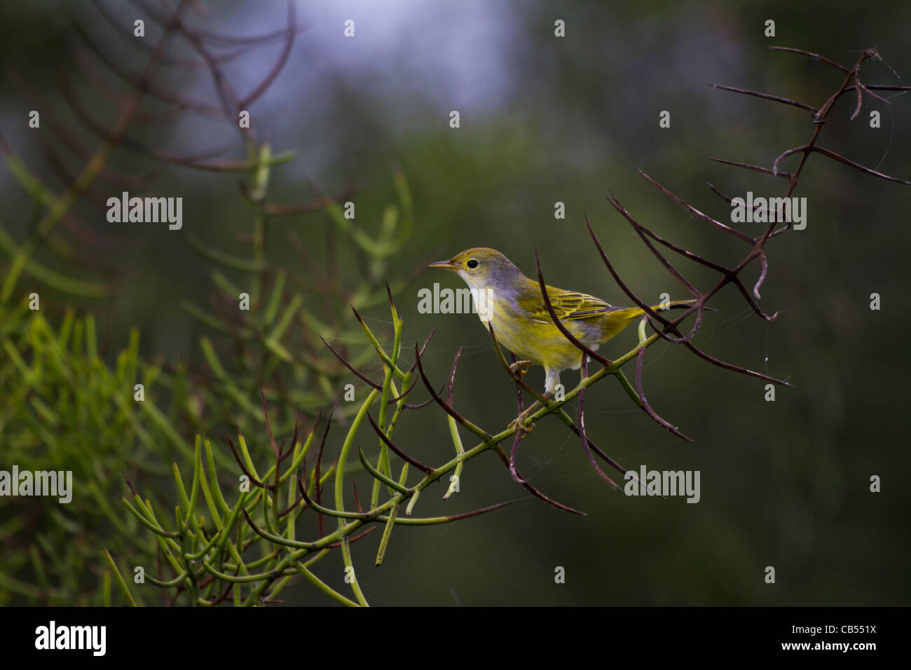 Le galapagos bird tree natura animale selvatico protetto vicino fresco ambiente all'aperto alla luce del sole parco isolato di riserva Sun in via di estinzione Foto Stock
