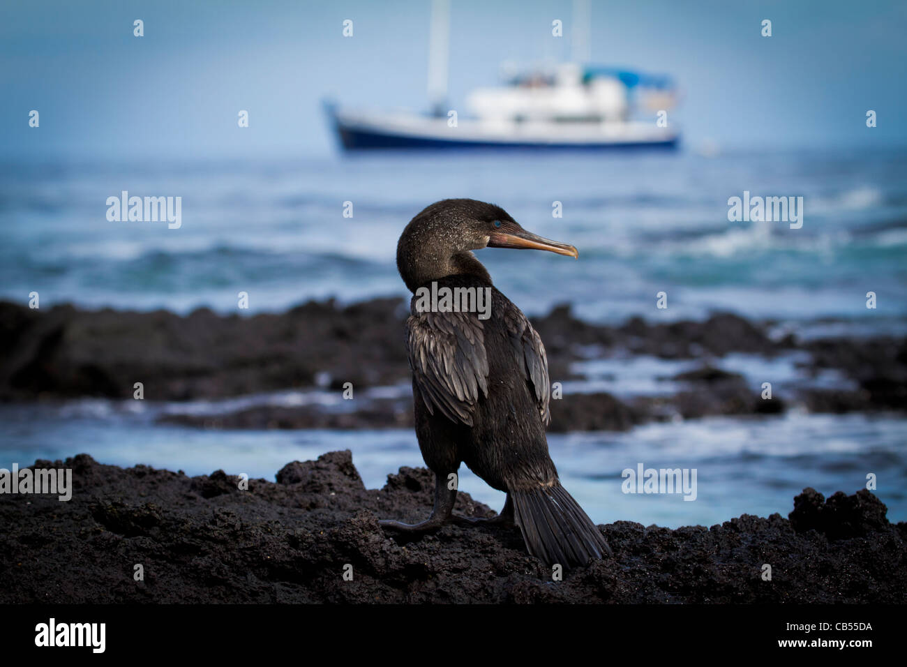 Le galapagos flightless cormorant barca mare rocks parco solare di riserva sun isolato in via di estinzione Foto Stock