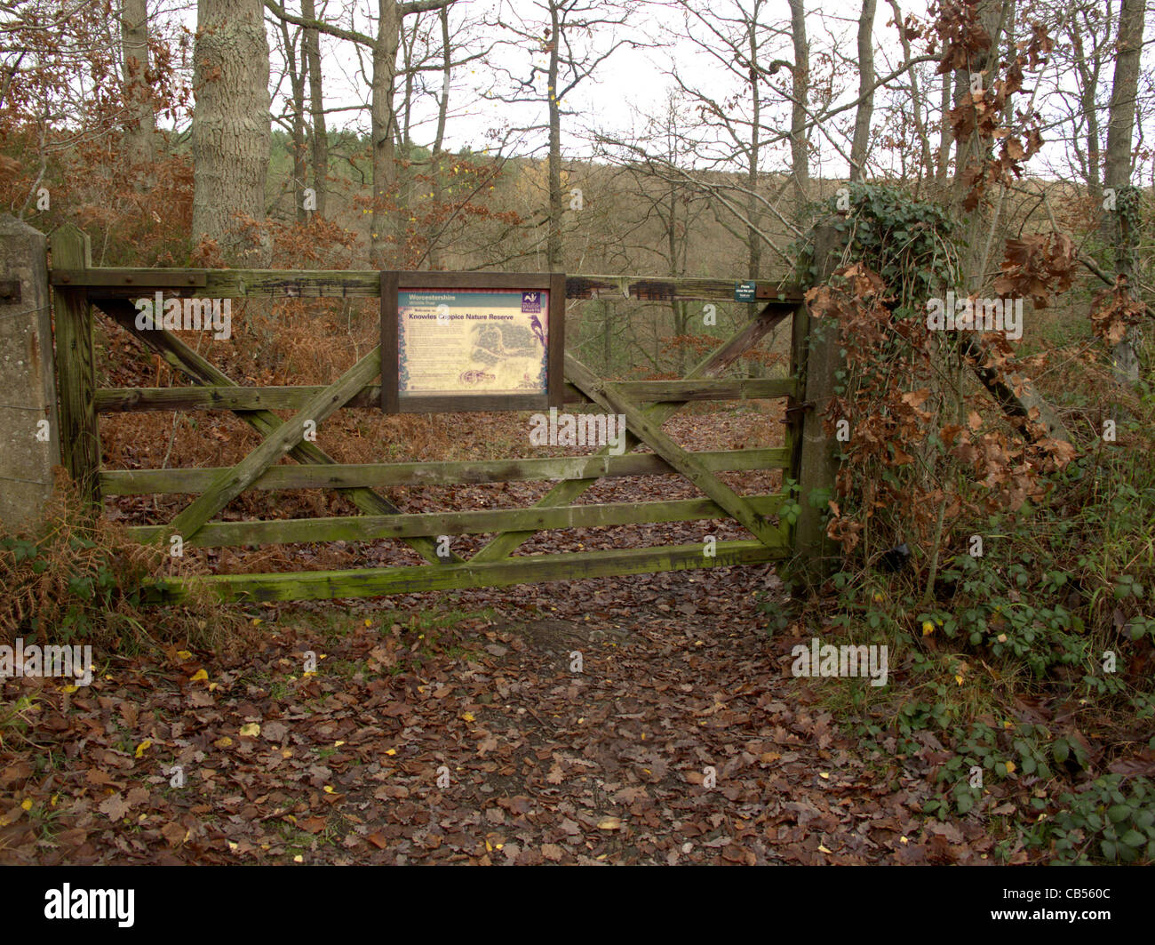 Knowles ceduo riserva naturale, Worcester Wildlife Trust, Wyre Forest, Worcestershire, Novembre 2011 Foto Stock