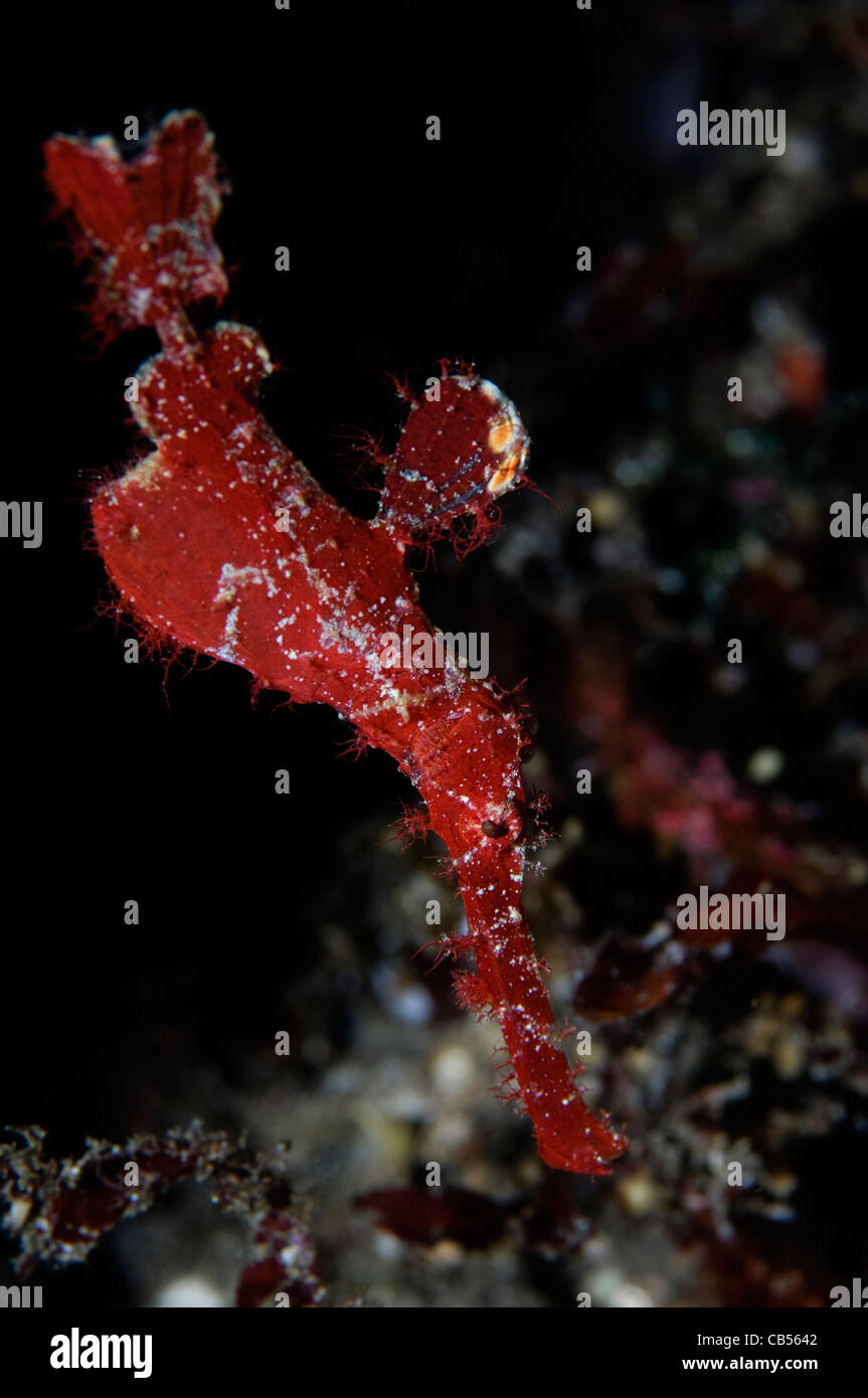 Il velluto Ghostpipefish, Solenostomus sp., Scuba Seraya, Tulamben, Bali, Indonesia, Oceano Pacifico Foto Stock