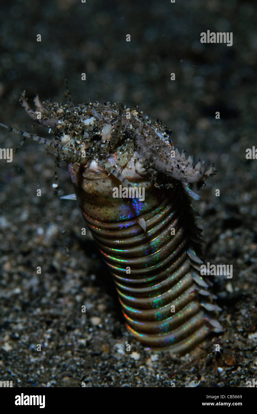 Bobbit worm, Eunice aphroditois, Bima Bay, Nusa Tengarra, Indonesia, Oceano Pacifico Foto Stock