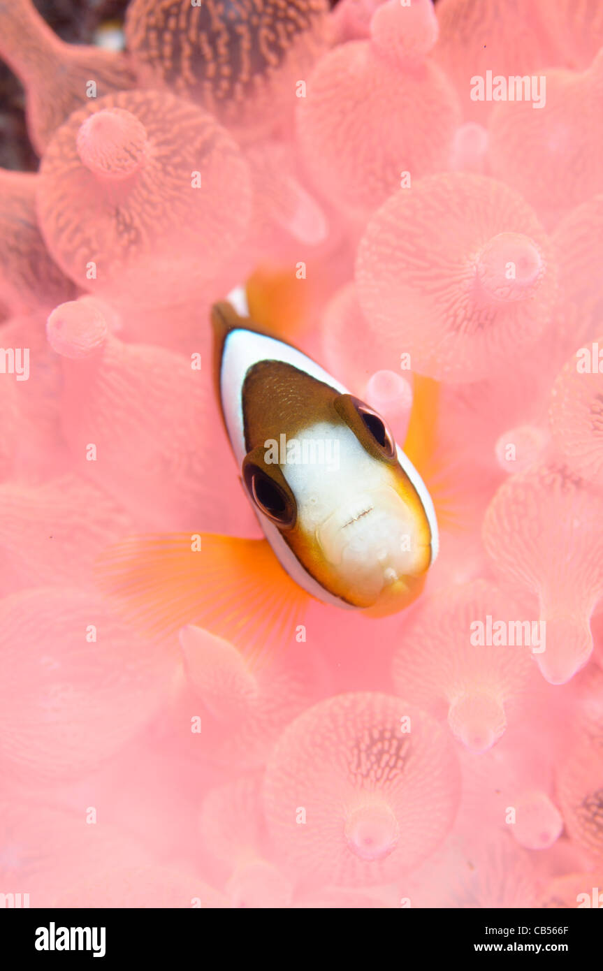 Clark, Anemonefish Amphiprion clarkii, rosa in punta di bolla anemone, Sangeang isola vulcanica, Nusa Tenggara, Indonesia, Pacific Foto Stock