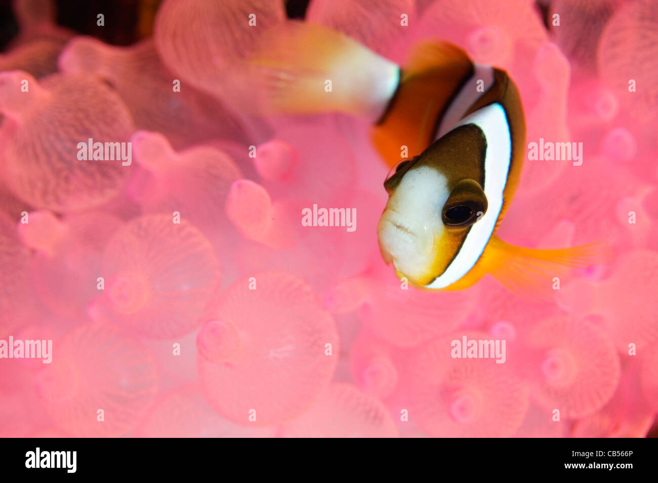 Clark, Anemonefish Amphiprion clarkii, rosa in punta di bolla anemone, Sangeang isola vulcanica, Nusa Tenggara, Indonesia, Pacific Foto Stock