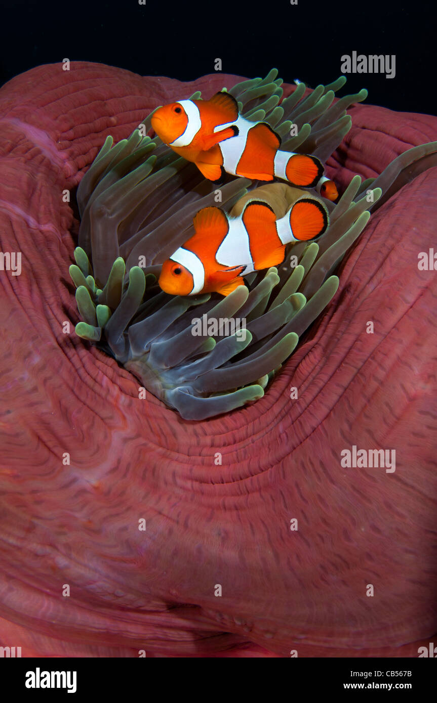 Falso clownfish, Amphiprion ocellaris, in un fino a palla magnifica anemone, Heteractis magnifica, Cannibal Rock, Komodo Foto Stock