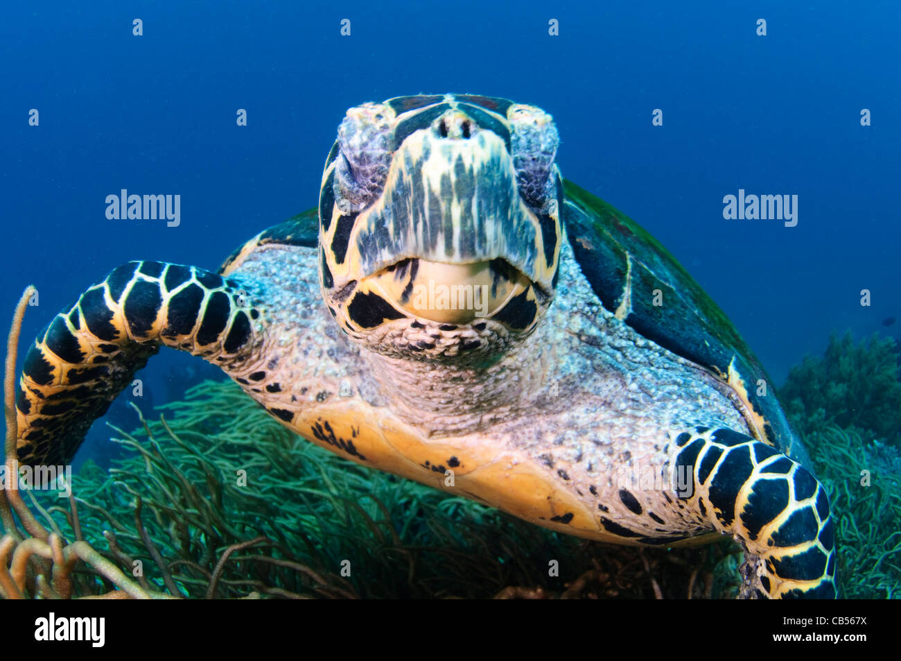 Tartaruga embricata, Eretmochelys imbricata, Parco Nazionale di Komodo, Indonesia, Oceano Pacifico Foto Stock