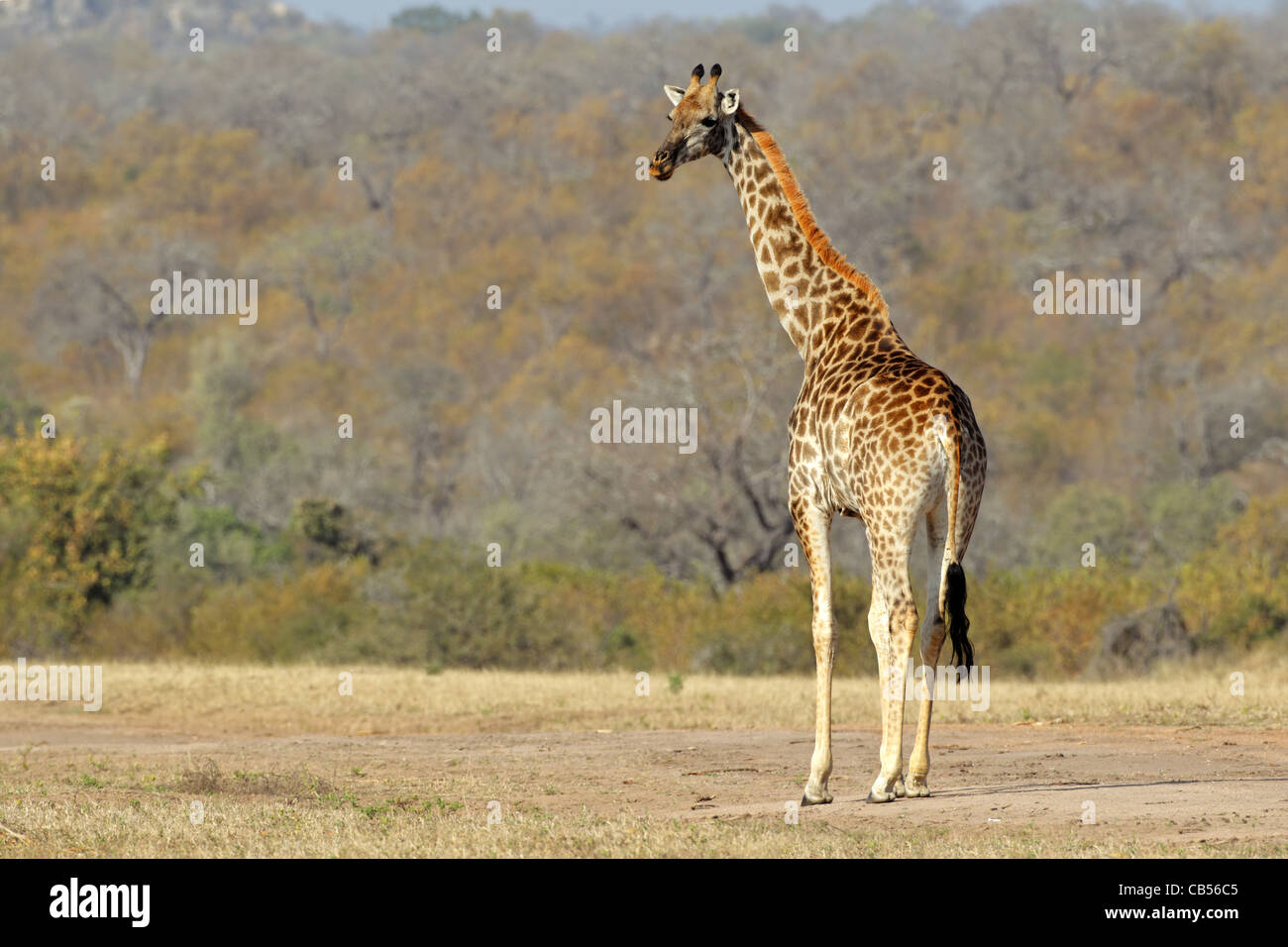 Giraffe (Giraffa camelopardalis) nella savana africana Foto Stock