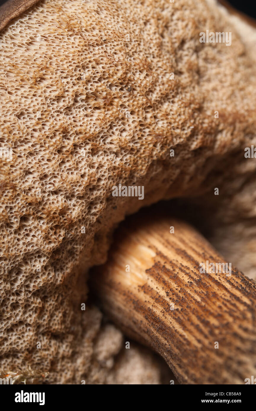 Al di sotto del fungo porcino con la sua struttura di spore per le  branchie. Brown birch boletus nel Kent woodland, autunno Foto stock - Alamy