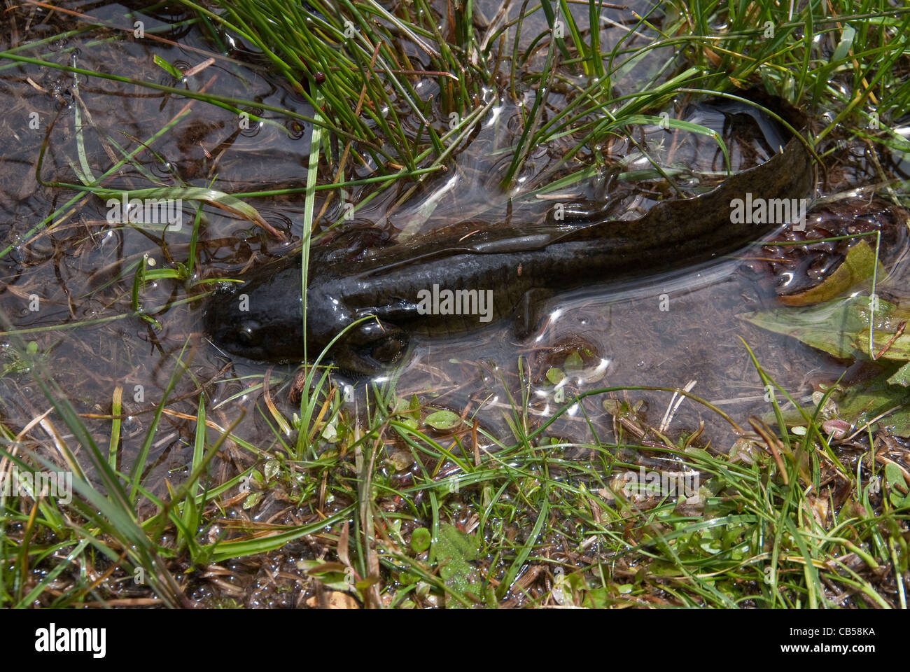 Tiger Salamander Ambystoma tigrinum forma larvale Weminuche Wilderness Colorado USA Foto Stock