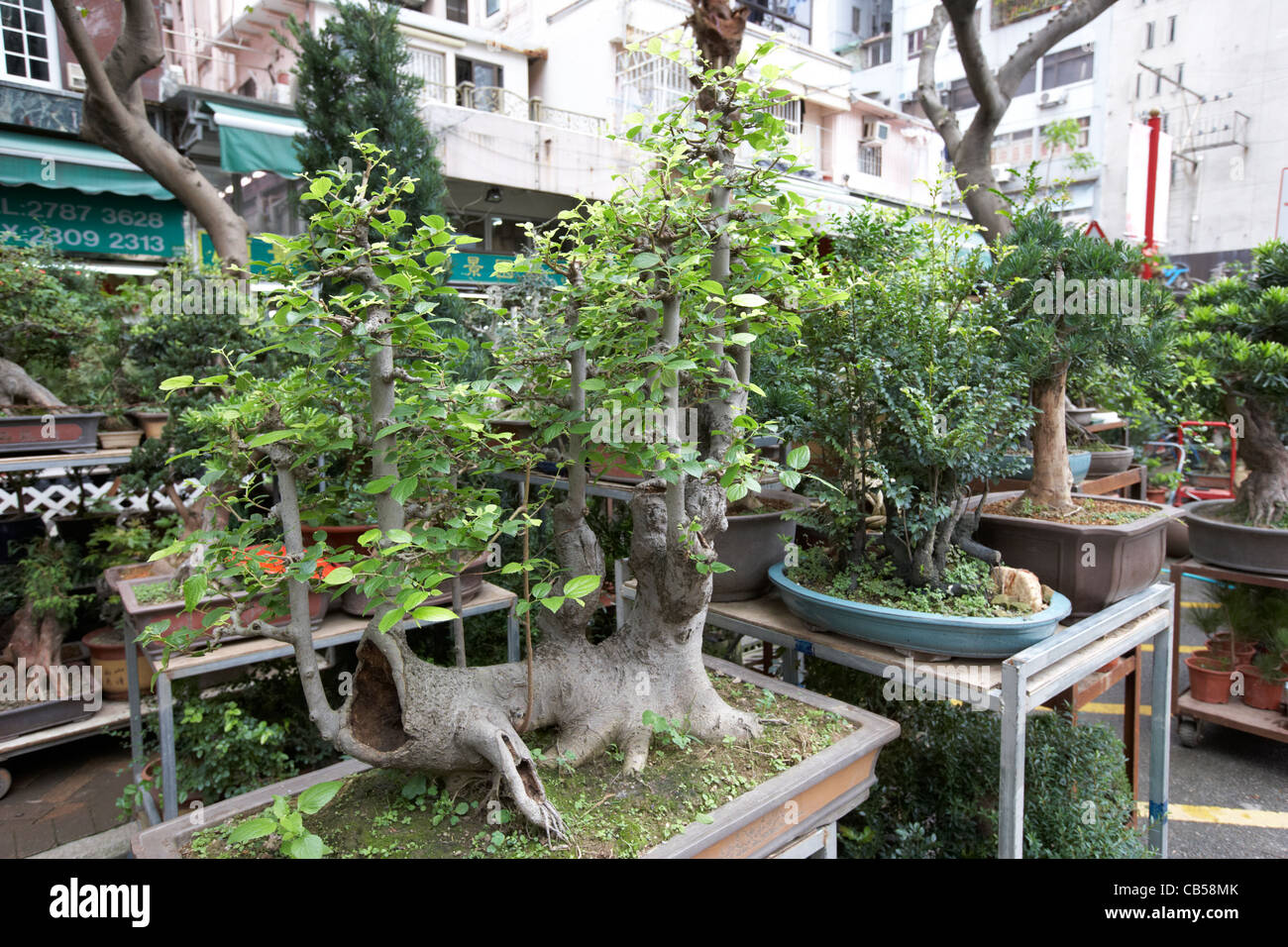Alberi di bonsai per la vendita sul mercato dei fiori Mong Kok distretto di Kowloon hong kong cina della RAS di Hong Kong Foto Stock