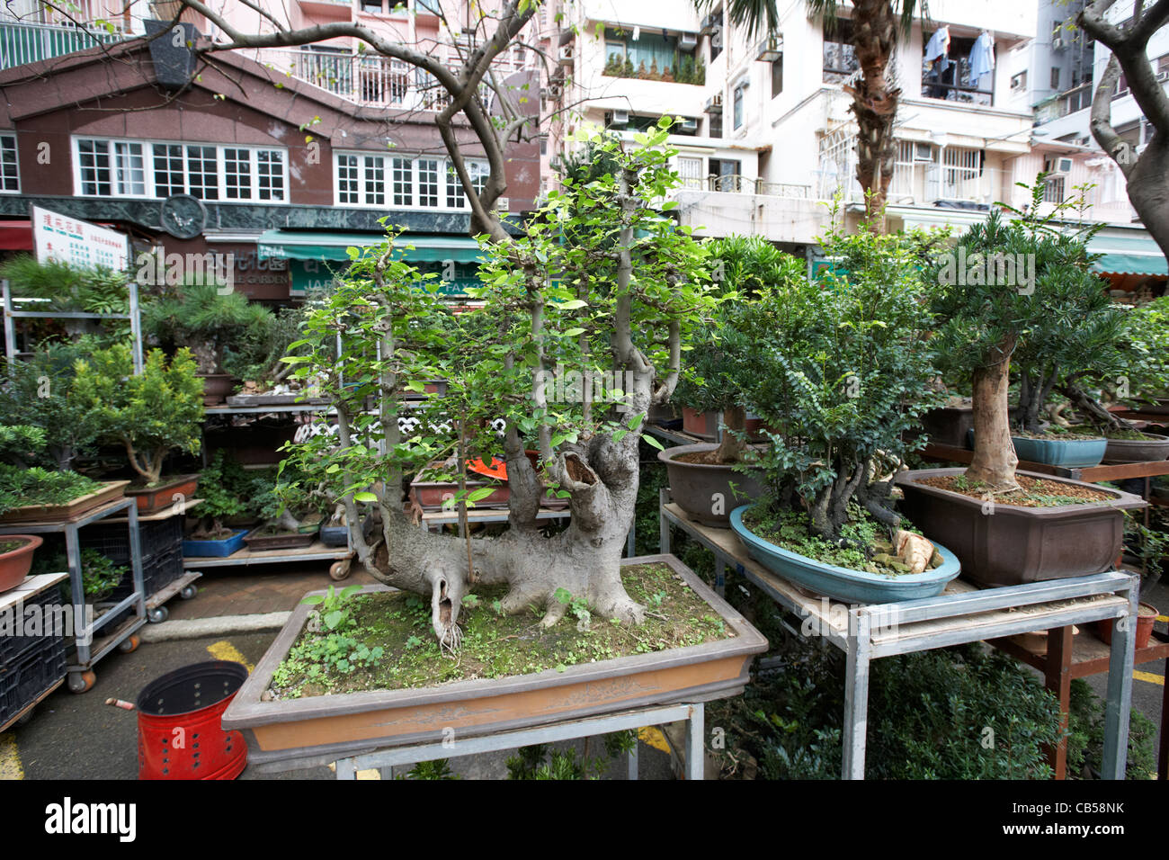 Alberi di bonsai per la vendita sul mercato dei fiori Mong Kok distretto di Kowloon hong kong cina della RAS di Hong Kong Foto Stock
