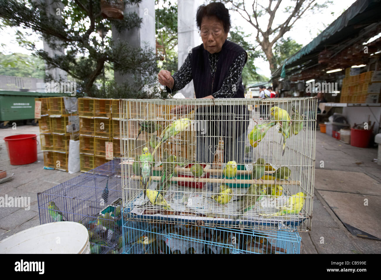 Donna cinese alimentazione canarini in vendita in una gabbia a yuen po  street bird garden Mong Kok distretto di Kowloon hong kong cina della RAS  di Hong Kong Foto stock - Alamy