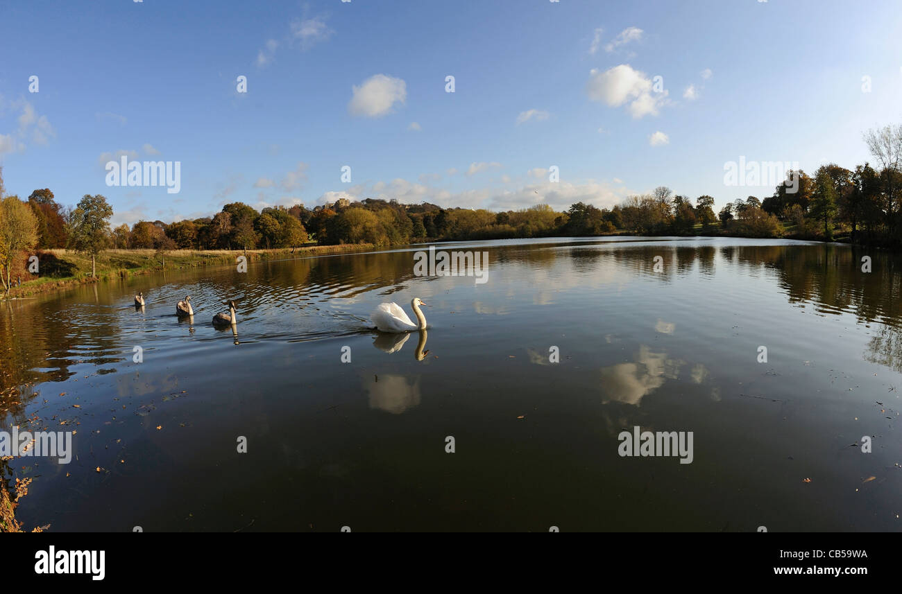 Adulto cigno nuoto con i suoi giovani cygnets sulle sponde di un lago in un paese parco con Hardwick Hall in background. Foto Stock