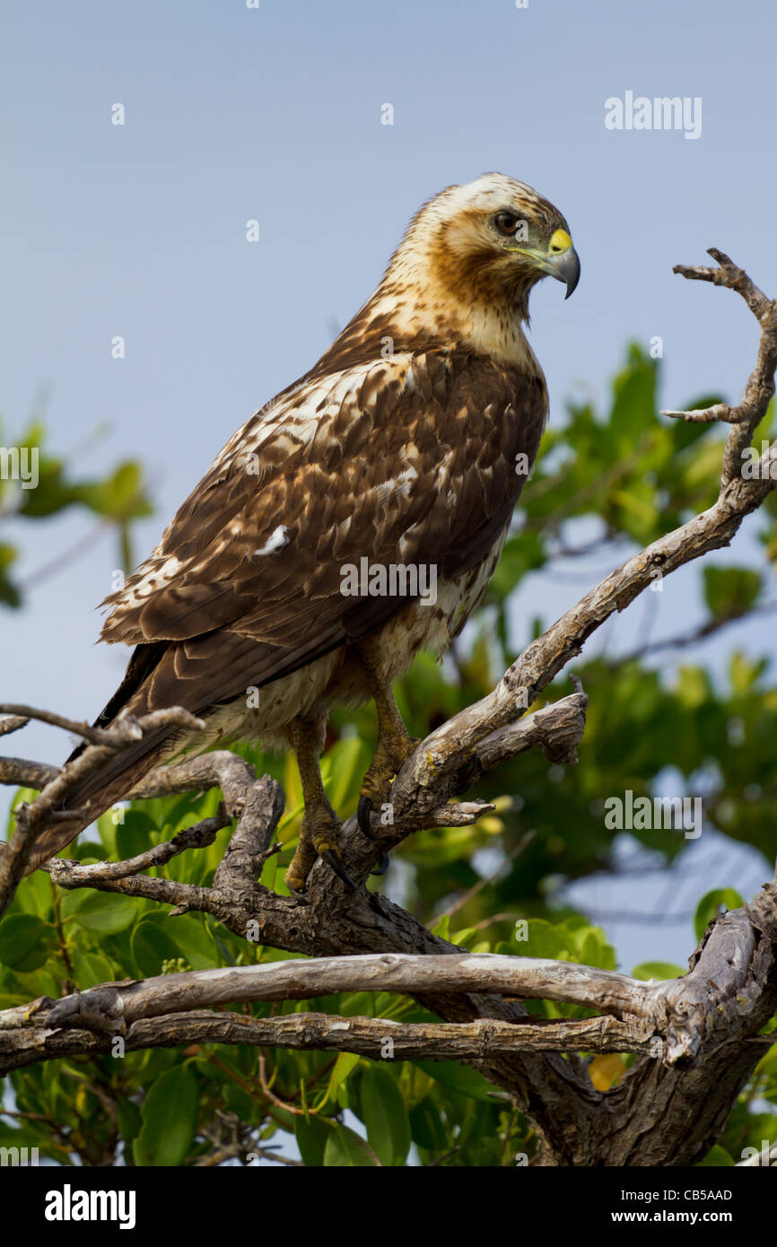 Galapagos natura fauna selvatica close-up hawk bird fresco ambiente all'aperto alla luce del sole parco isolato di riserva Sun in via di estinzione Foto Stock