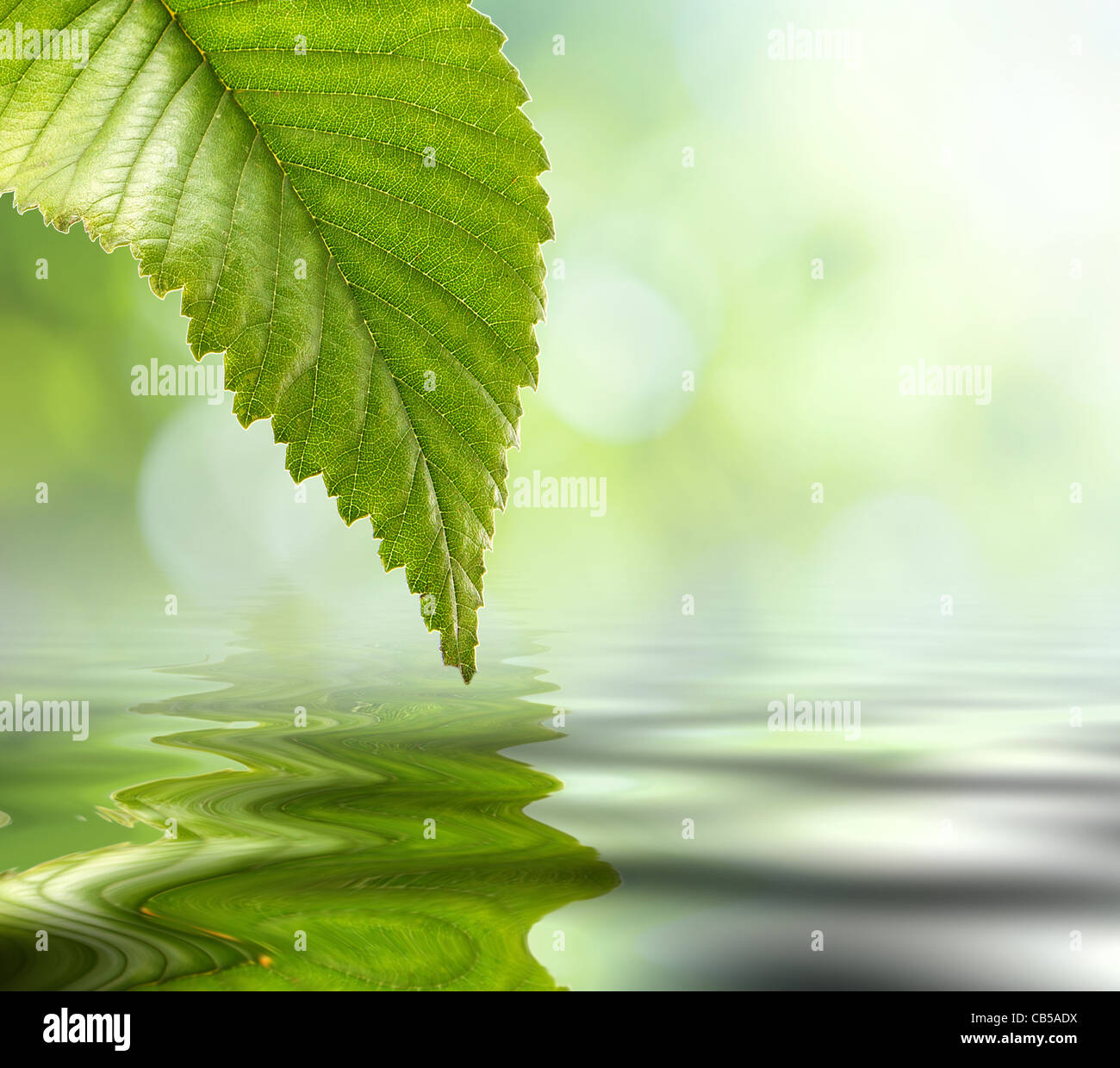 Verde naturale lo sfondo con il fuoco selettivo Foto Stock