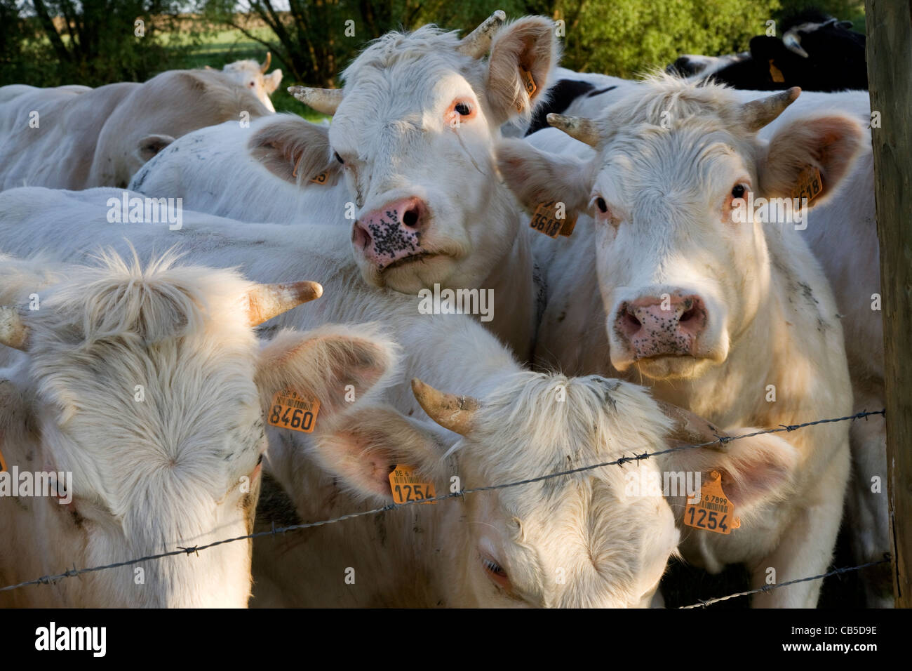 Mandria di mucche bianche (Bos taurus) con plastica di marchi auricolari in campo, Belgio Foto Stock