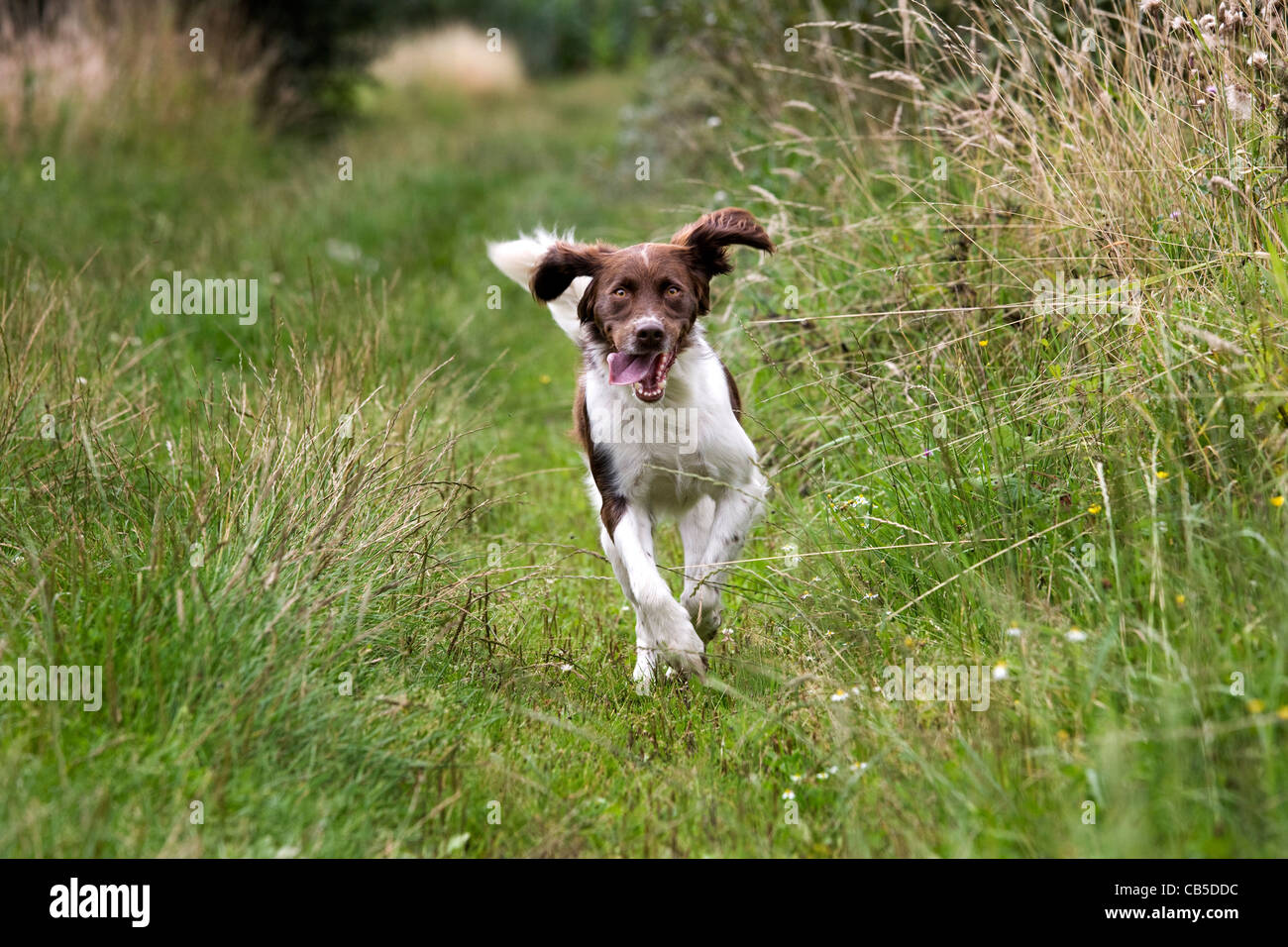 Drentsche Patrijshond / Olandese Partridge cane / Drent spaniel tipo cane da caccia in esecuzione in campo, Paesi Bassi Foto Stock