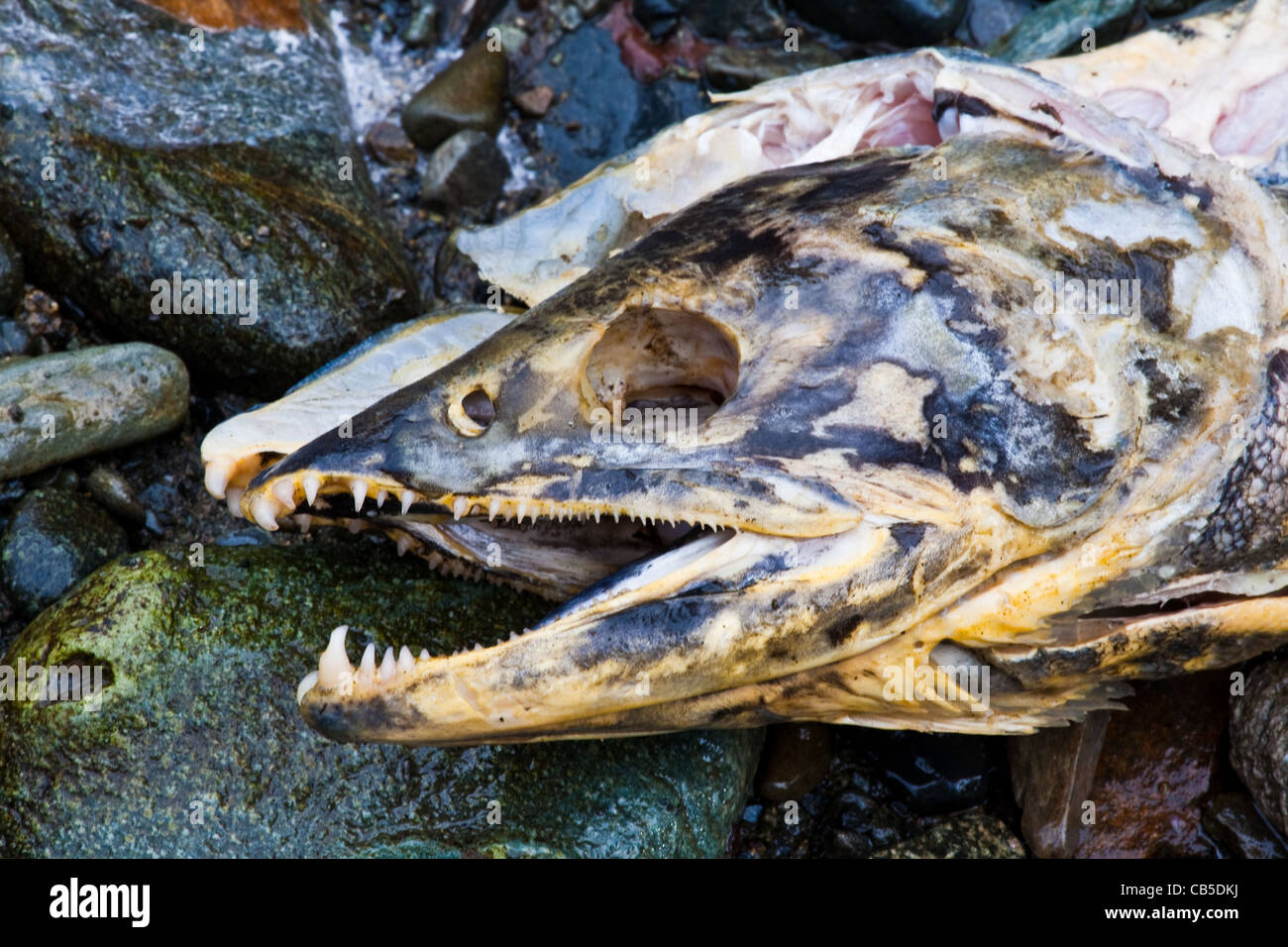 Close-up immagine di un salmone morto dopo la deposizione delle uova Foto Stock