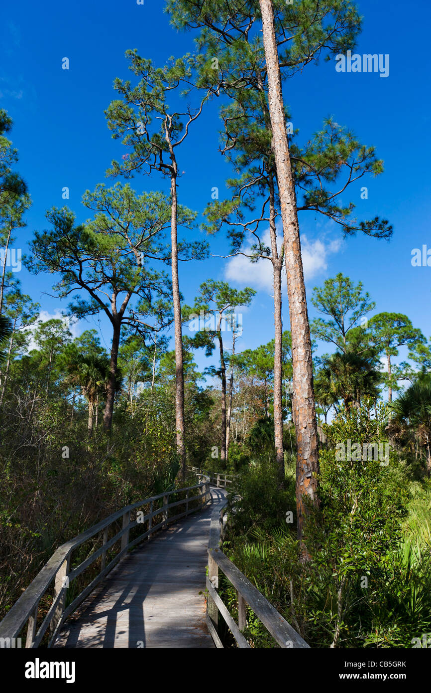 Il boardwalk presso il National Audubon Society cavatappi del Santuario di palude, vicino Napoli, costa del Golfo della Florida, Stati Uniti d'America Foto Stock