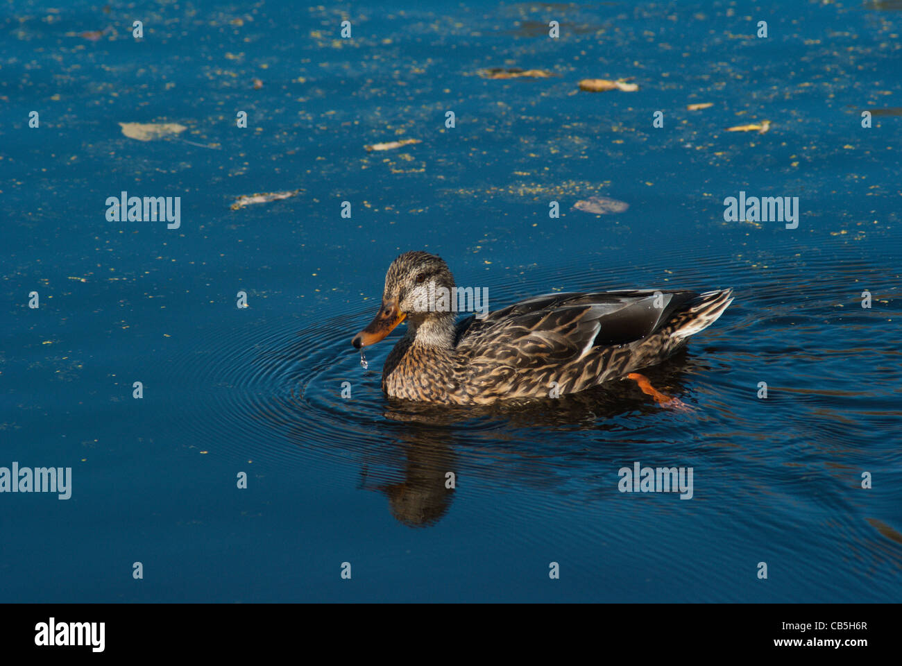 Winnipeg Manitoba Canada Foto Stock