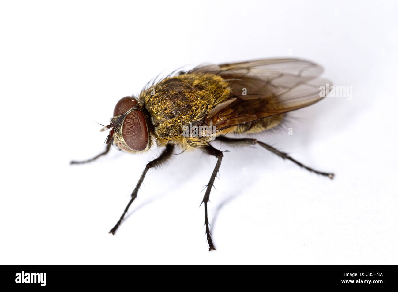 Cluster fly (Pollenia rudis) maschio (nota più grandi occhi) Foto Stock