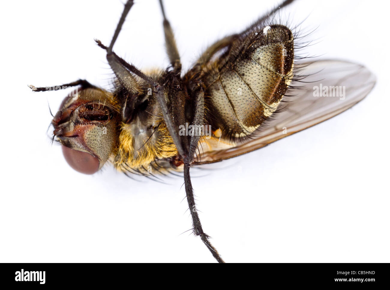 Cluster fly (Pollenia rudis) femmina, giacente sulla sua schiena e cercando di girare Foto Stock