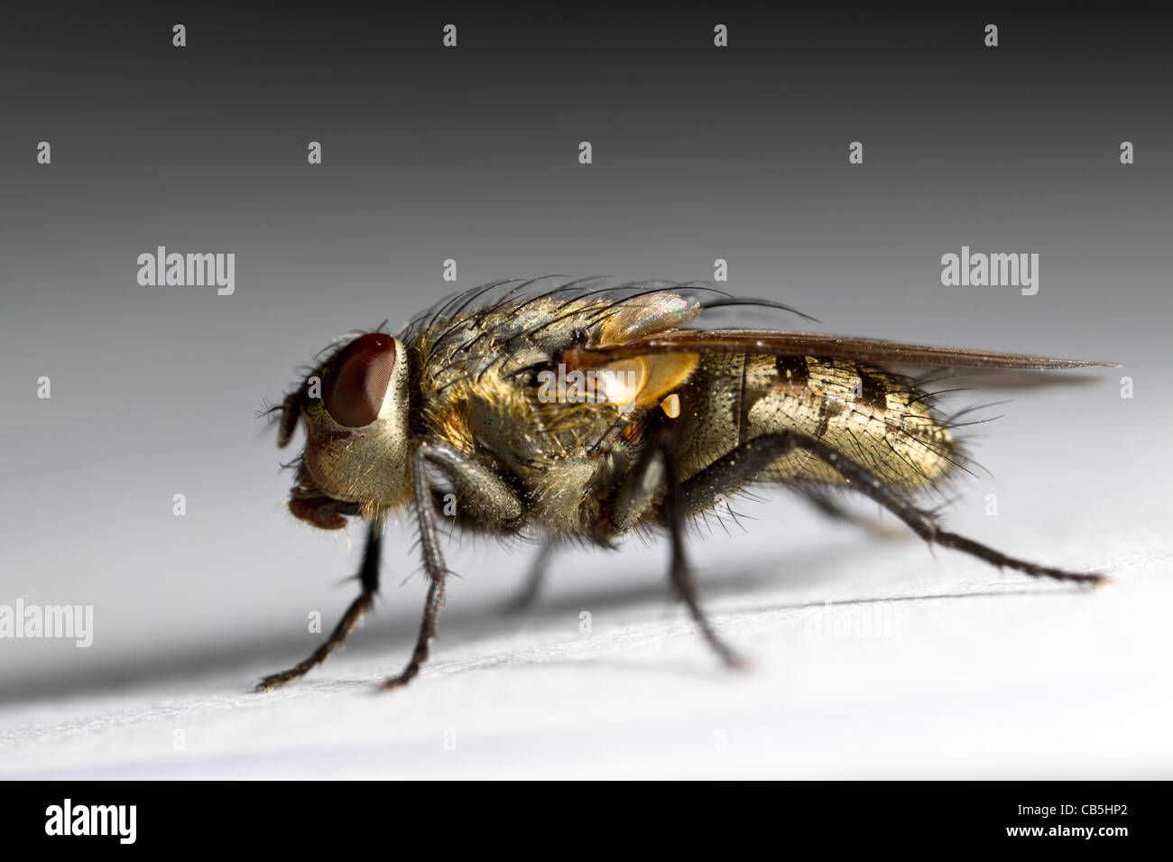 Cluster fly (Pollenia rudis) femmina Foto Stock