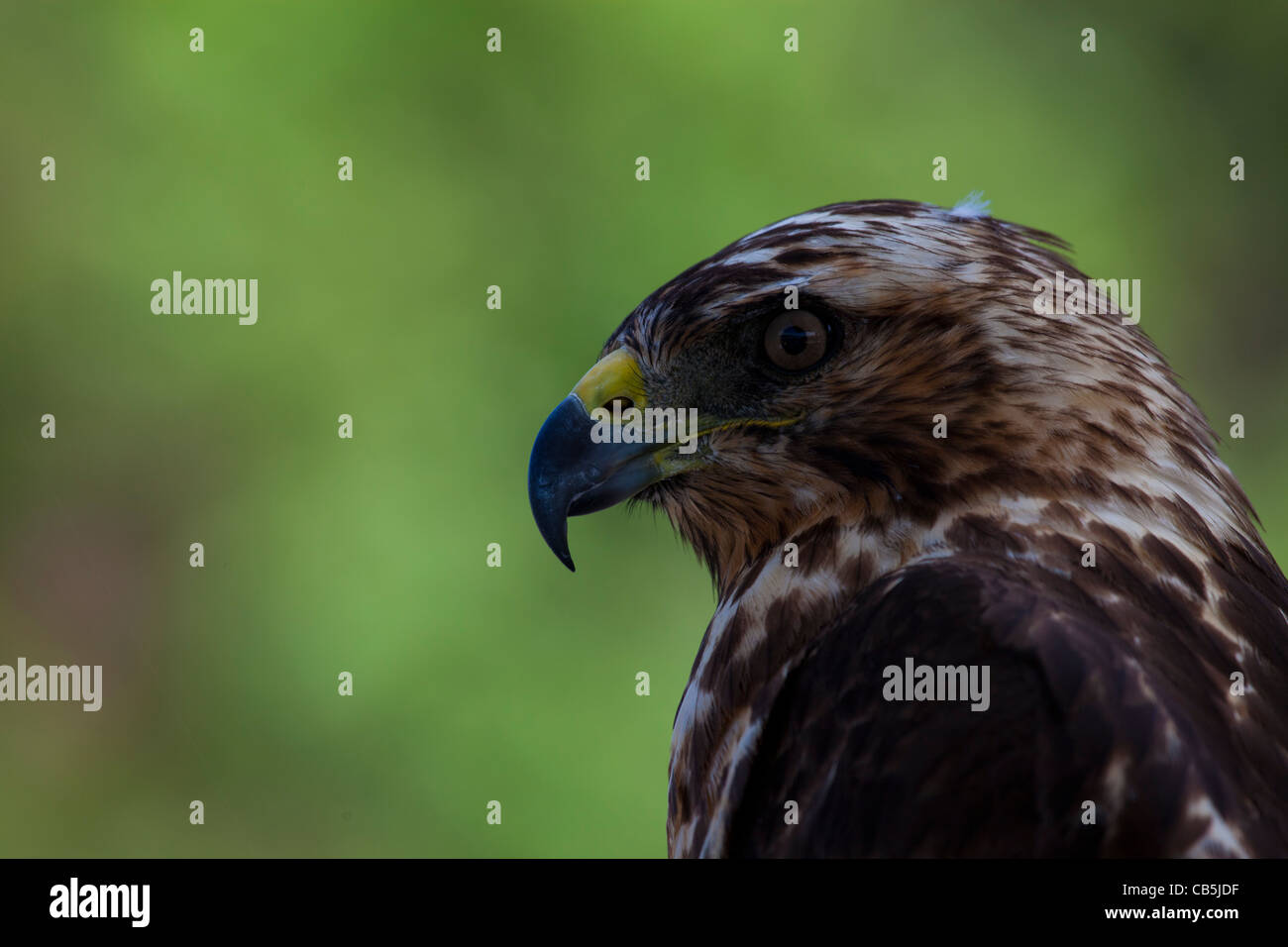 Galapagos natura fauna selvatica close-up hawk bird fresco ambiente all'aperto alla luce del sole parco isolato di riserva Sun in via di estinzione Foto Stock