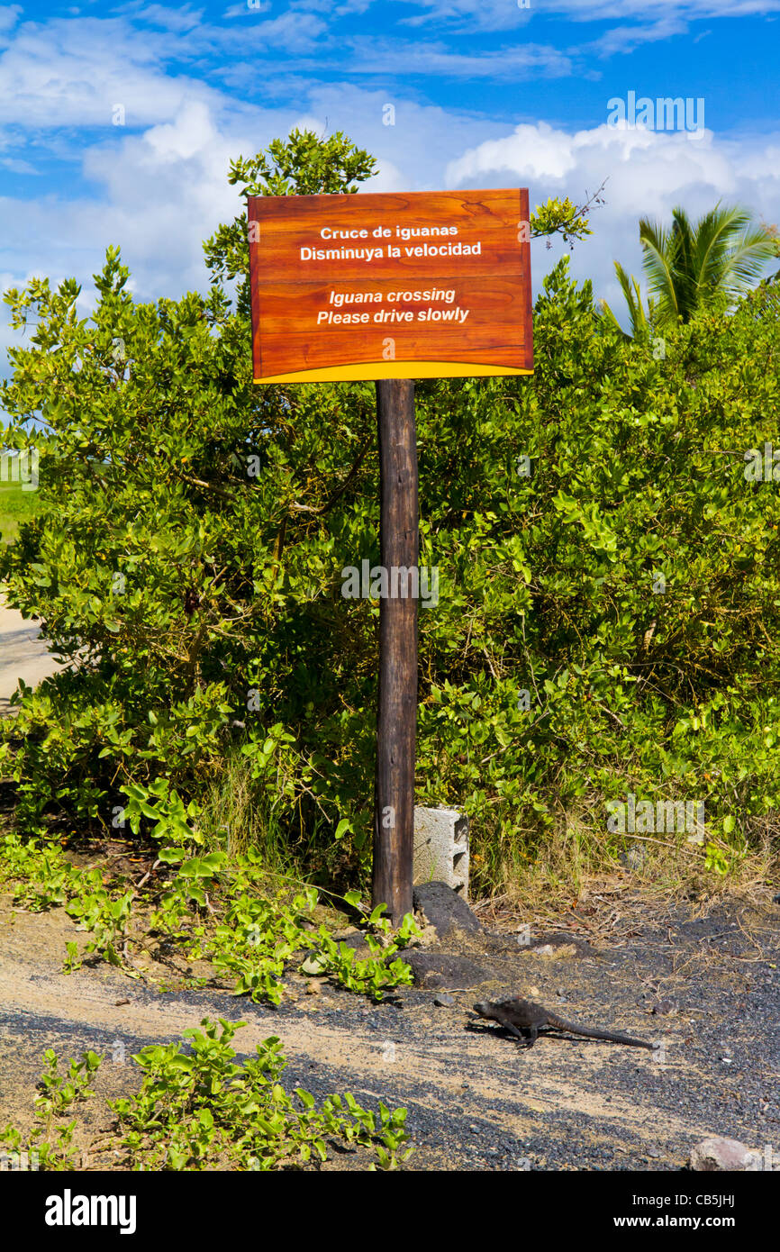 Le galapagos wildlife segno Iguana marina crossing fresco ambiente all'aperto alla luce del sole parco isolato di riserva Sun in via di estinzione Foto Stock