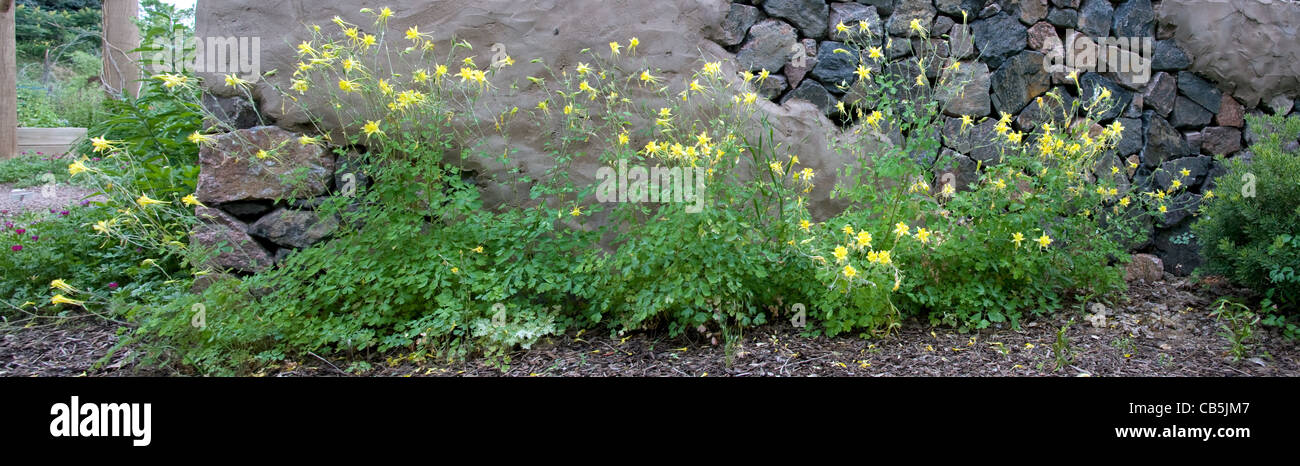 Giallo grazia columbine il fondamento di una parete di roccia. Foto Stock