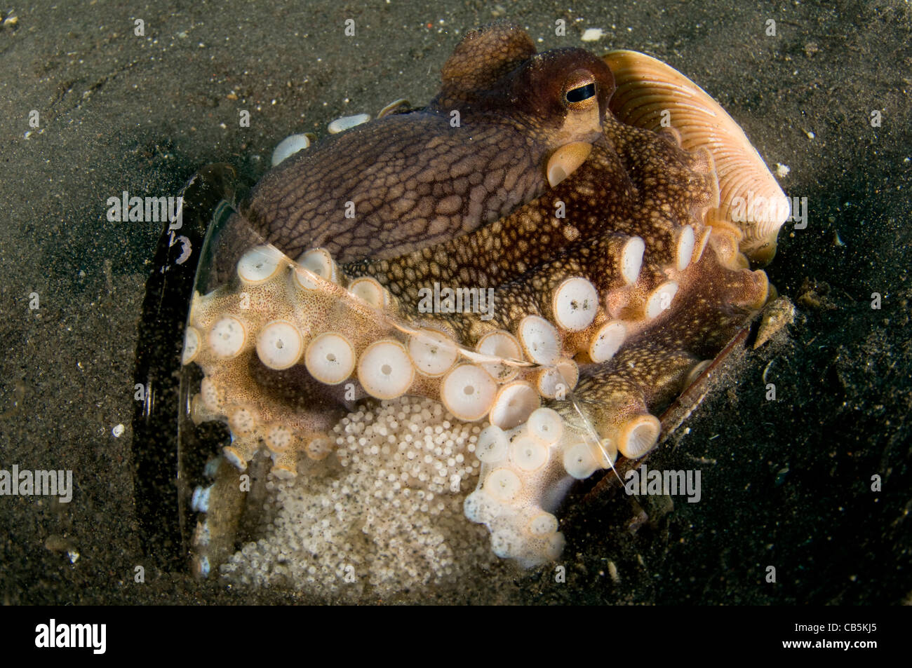Il Cocco Octopus Amphioctopus marginatus, in un vaso rotto con uova, Lembeh strait, Manado, Nord Sulawesi, Indonesia, il Pacifico Foto Stock