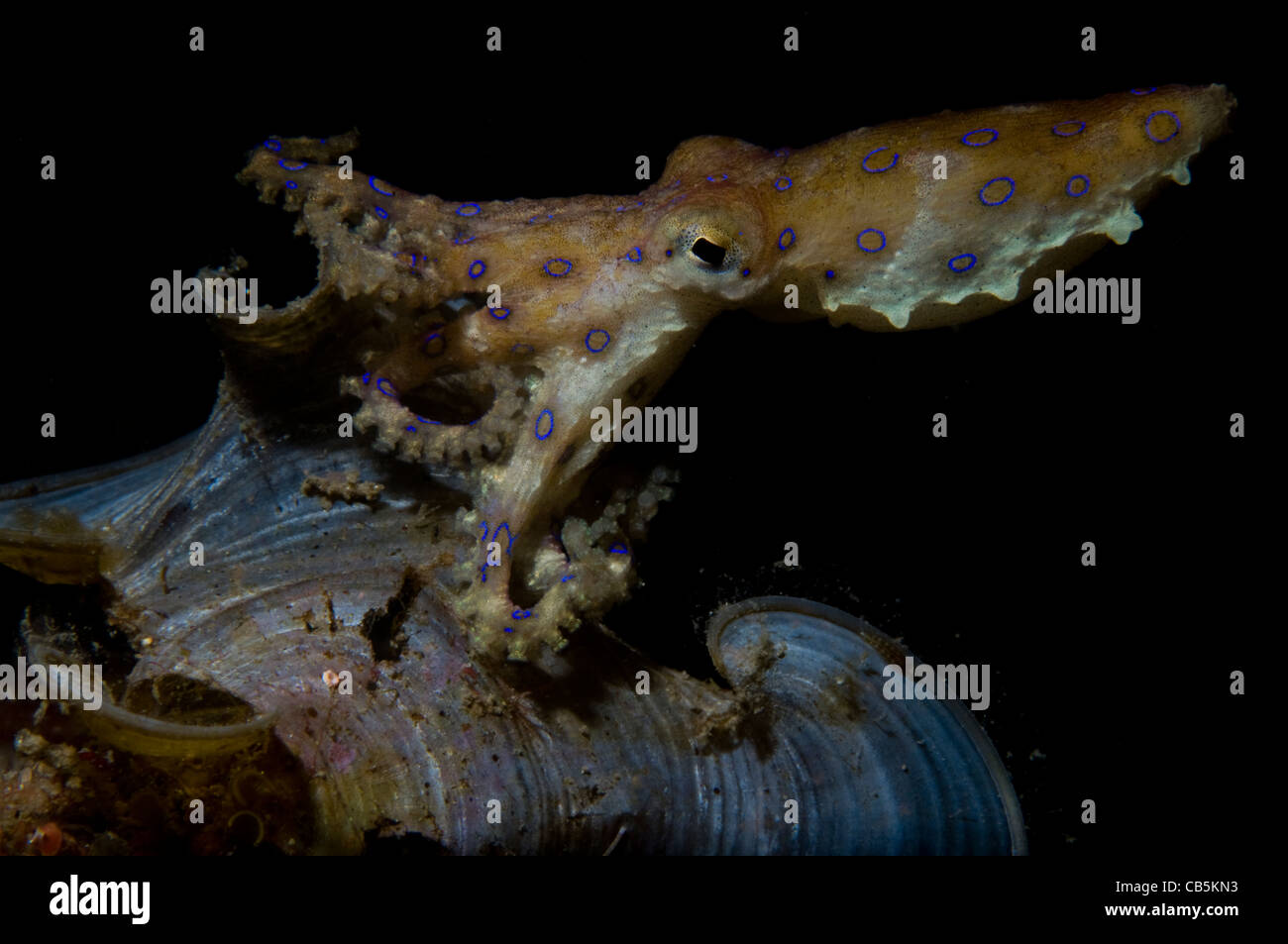 Anello blu octopus visualizzazione di anelli, Hapalochlaena sp., Lembeh strait, Manado, Nord Sulawesi, Indonesia, Oceano Pacifico Foto Stock