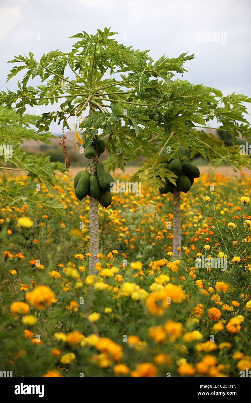 Alberi di papaia con frutti Andhra Pradesh in India del Sud Foto Stock