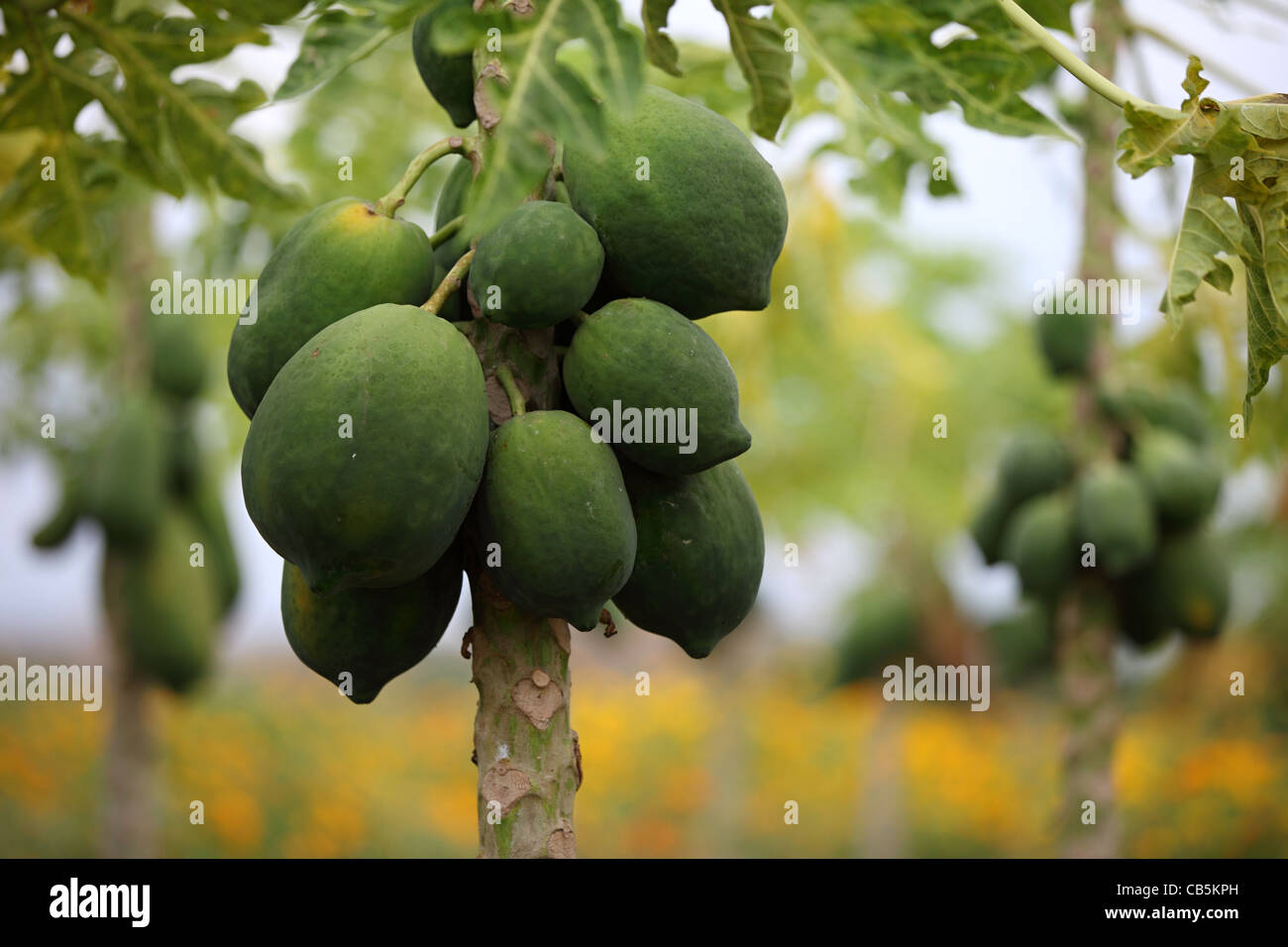 Alberi di papaia con frutti Andhra Pradesh in India del Sud Foto Stock