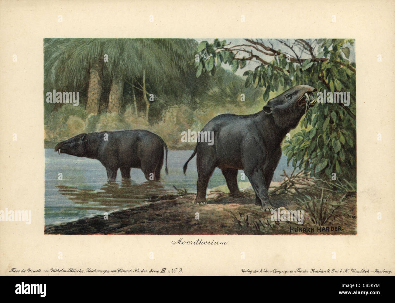 Moeritherium, genere estinto di mammiferi preistorici relativi all'elefante. Foto Stock