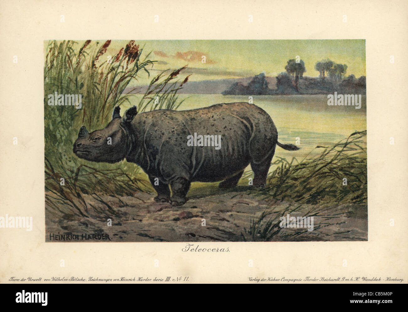 Teleoceras, estinto genere del pascolo rinoceronti. Foto Stock