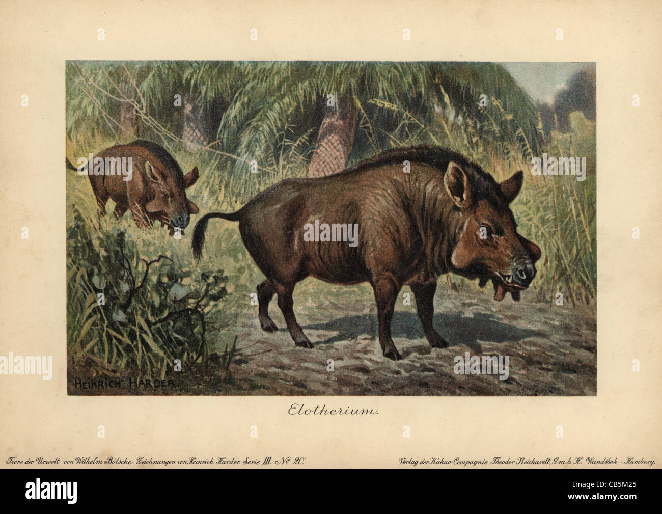 Elotherium o Entelodon, un genere estinto di Entelodontidae. Foto Stock