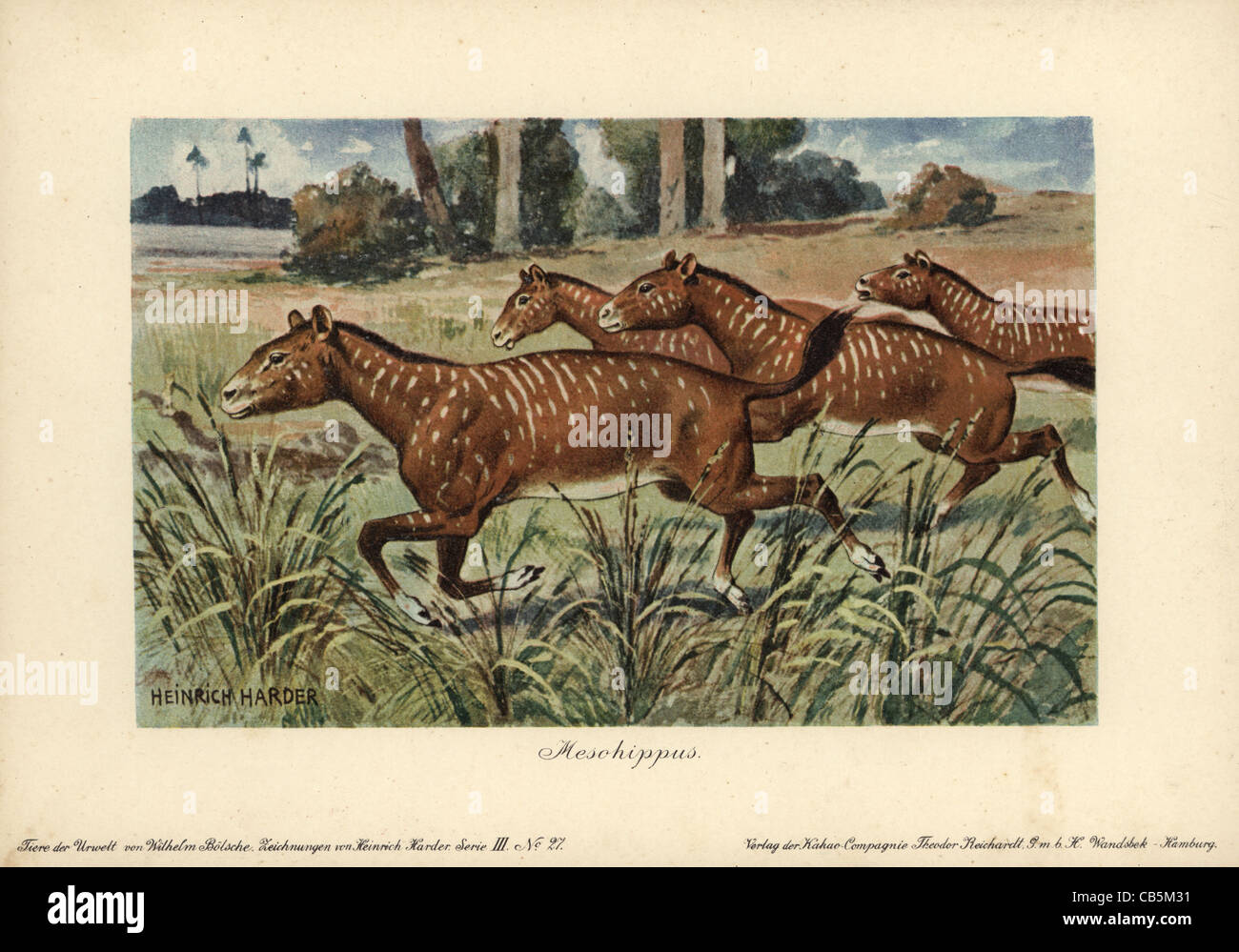 Mesohippus, estinto genere degli inizi del cavallo che viveva dall'Eocene di epoca Oligocene. Foto Stock