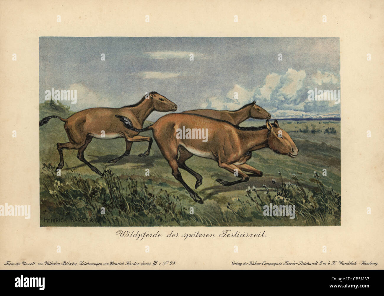 Cavalli selvaggi della successiva era terziaria, estinto genere di Equus ferus. Foto Stock