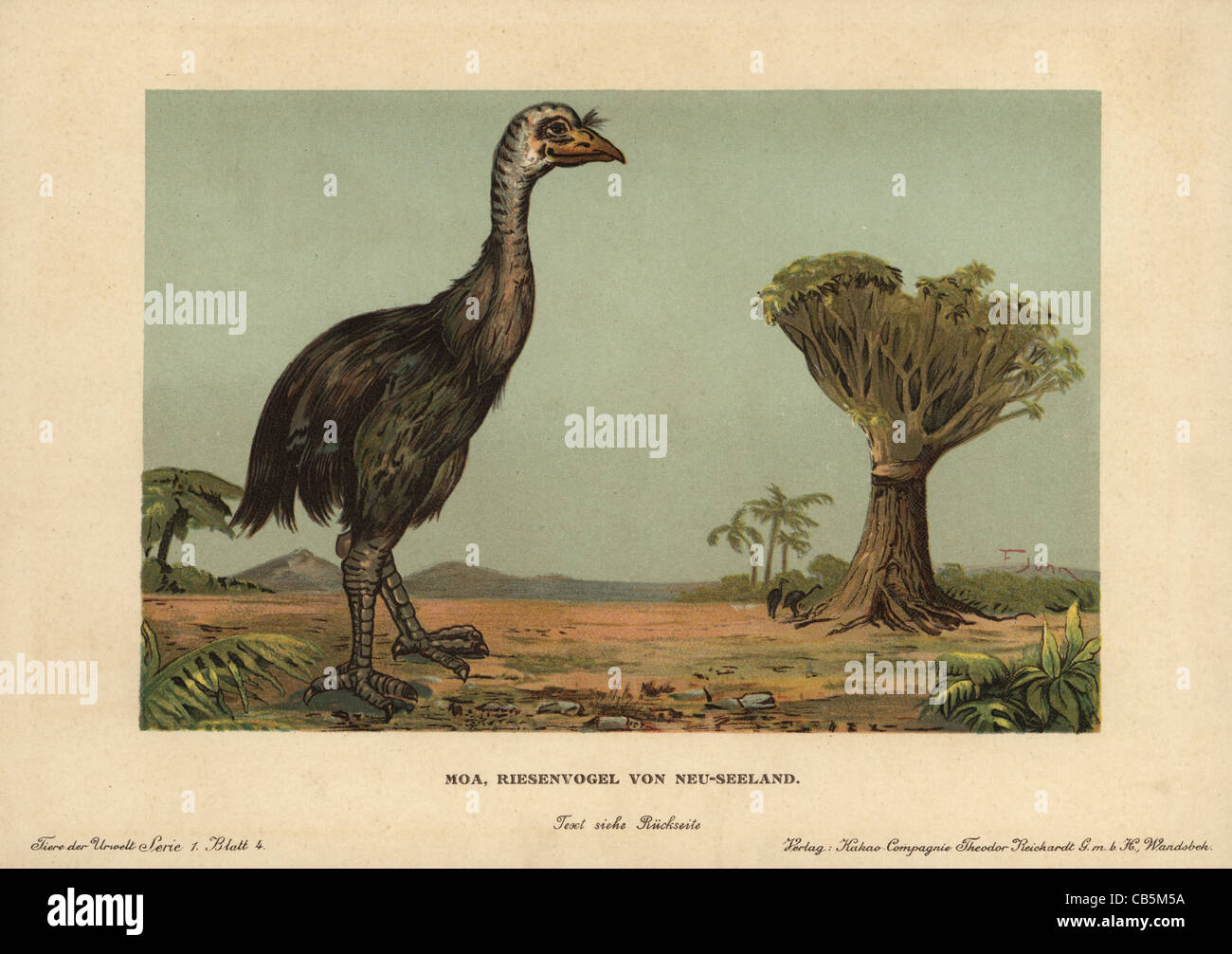Moa, Dinornis novaezealandiae, estinto uccello gigante della Nuova Zelanda. Foto Stock